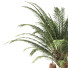 Drzewo Palm 001 - shayan sharify