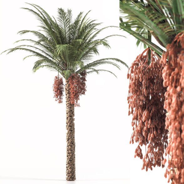 Drzewo Palm 001 model 3D