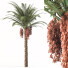 Drzewo Palm 001 - shayan sharify