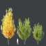 Drzewa HQ Plants Acer X Freemanii Freeman Maple Sapindaceae Autumn Blaze Set 02 - Pandora-land