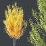 Drzewa HQ Plants Acer X Freemanii Freeman Maple Sapindaceae Autumn Blaze Set 02 - Pandora-land
