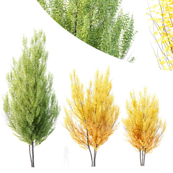 Bäume HQ Pflanzen Acer X Freemanii Freeman Ahorn Sapindaceae Herbstfeuer Set 02