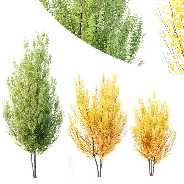 Drzewa HQ Plants Acer X Freemanii Freeman Maple Sapindaceae Autumn Blaze Set 02 model 3D