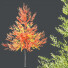 Drzewa HQ Plants Acer X Freemanii Freeman Maple Sapindaceae Umbrella - Pandora-land