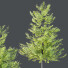 Drzewa HQ Plants Acer X Freemanii Freeman Maple Sapindaceae Umbrella - Pandora-land