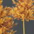 Drzewa HQ Plants Acer X Freemanii Freeman Maple Sapindaceae Umbrella - Pandora-land