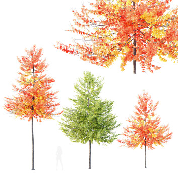 Bäume HQ Pflanzen Acer X Freemanii Freeman Ahorn Sapindaceae Schirm