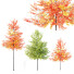Drzewa HQ Plants Acer X Freemanii Freeman Maple Sapindaceae Umbrella - Pandora-land