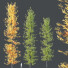 Drzewa HQ Plants Acer_X Freemanii Freeman Maple Sapindaceae Umbrella Set 03 - Pandora-land