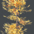 Drzewa HQ Plants Acer_X Freemanii Freeman Maple Sapindaceae Umbrella Set 03 - Pandora-land