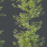 Drzewa HQ Plants Acer_X Freemanii Freeman Maple Sapindaceae Umbrella Set 03 - Pandora-land