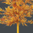 Drzewa HQ Plants Acer_X Freemanii Freeman Maple Sapindaceae Umbrella Set 03 - Pandora-land