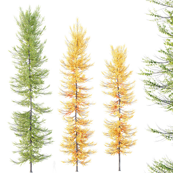 Drzewa HQ Plants Acer_X Freemanii Freeman Maple Sapindaceae Umbrella Set 03 model 3D