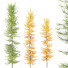 Drzewa HQ Plants Acer_X Freemanii Freeman Maple Sapindaceae Umbrella Set 03 - Pandora-land