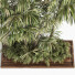 Arbres et buissons Ensemble de Jardin 06 - shayan sharify