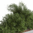 Drzewa Outdoor Plants in Concrete Box - shayan sharify