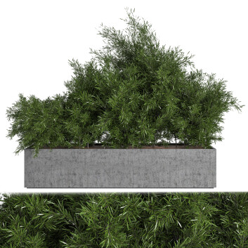 Drzewa Outdoor Plants in Concrete Box