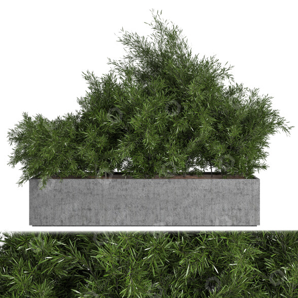 Drzewa Outdoor Plants in Concrete Box model 3D