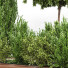 Arbres et buissons Ensemble de Jardin 02 - shayan sharify