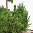 Arbres et buissons Ensemble de Jardin 02 - shayan sharify