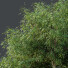 Árbol HQ Plantas Olmo Americano - Pandora-land