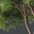 Árbol HQ Plantas Olmo Americano - Pandora-land