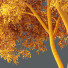 Árbol HQ Plantas Olmo Americano - Pandora-land