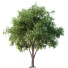 Árbol HQ Plantas Olmo Americano - Pandora-land