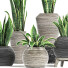 Рослини у горщиках Колекція 214 Сансев'єра - rodolfoboscan911