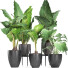 Potted Plants Collection 215 Alocasias - rodolfoboscan911