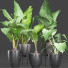 Potted Plants Collection 215 Alocasias - rodolfoboscan911