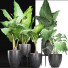 Potted Plants Collection 215 Alocasias - rodolfoboscan911