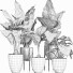 Potted Plants Collection 215 Alocasias - rodolfoboscan911