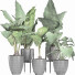 Potted Plants Collection 215 Alocasias - rodolfoboscan911