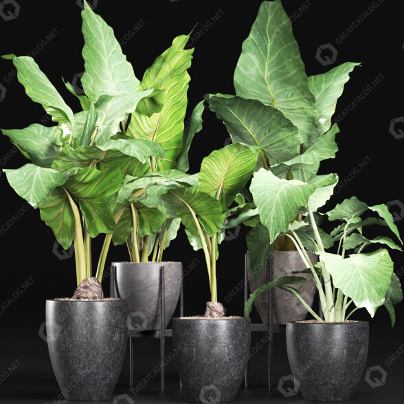 Potted Plants Collection 215 Alocasias 3D model