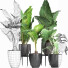 Potted Plants Collection 215 Alocasias - rodolfoboscan911