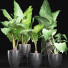 Potted Plants Collection 215 Alocasias - rodolfoboscan911