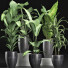 Potted Plants Collection 212 - rodolfoboscan911