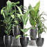 Potted Plants Collection 212 - rodolfoboscan911