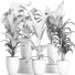 Potted Plants Collection 212 - rodolfoboscan911