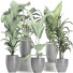 Potted Plants Collection 212 - rodolfoboscan911