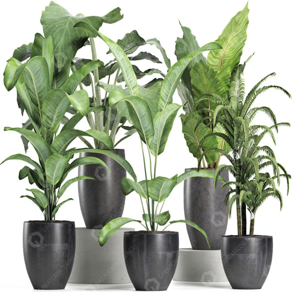 Potted Plants Collection 212 3D model