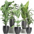 Potted Plants Collection 212 - rodolfoboscan911