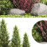 Árbol y arbustos Conjunto de plantas 223 - rodolfoboscan911