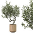 Bonsái Plantas de interior 310 - uniquevry