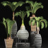 Potted Plants Collection 206 Palms - rodolfoboscan911