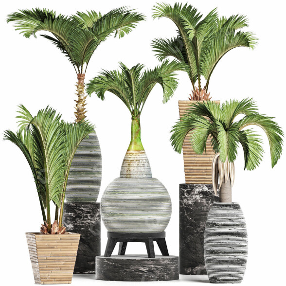 Potted Plants Collection 206 Palms 3D model