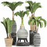 Potted Plants Collection 206 Palms - rodolfoboscan911