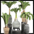 Potted Plants Collection 206 Palms - rodolfoboscan911