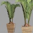 Roślina doniczkowa Collection 180 Palm - rodolfoboscan911